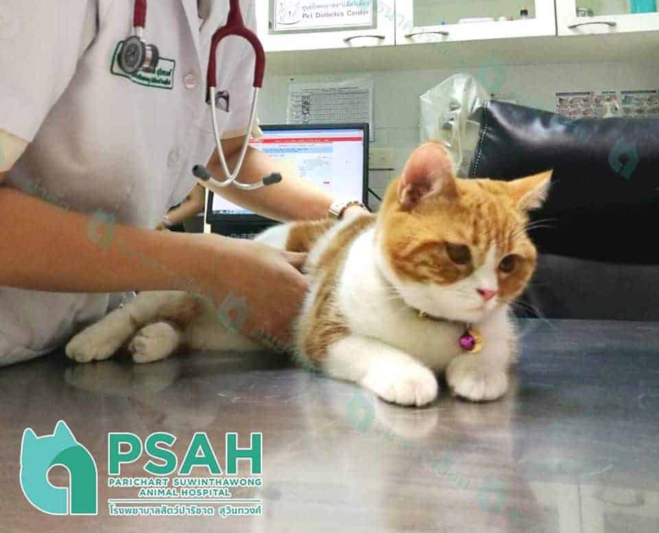 Parichart Suwinthawong Animal Hospital (โรงพยาบาลสัตว์ปาริชาต สุวินทวงศ์) 2