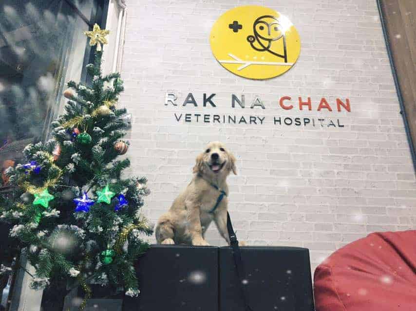 Rak Na Chan (โรงพยาบาลสัตว์รักษ์ ณ จันทน์) 2