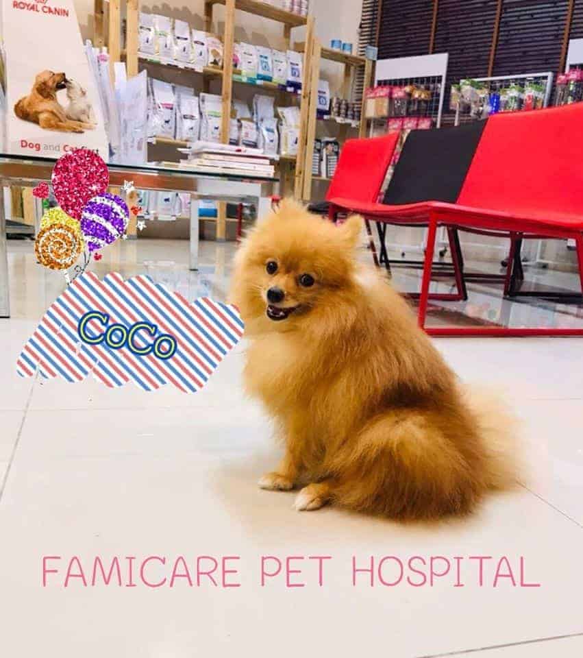 Famicare Pet Hospital (โรงพยาบาลสัตว์ แฟมิแคร์) 4