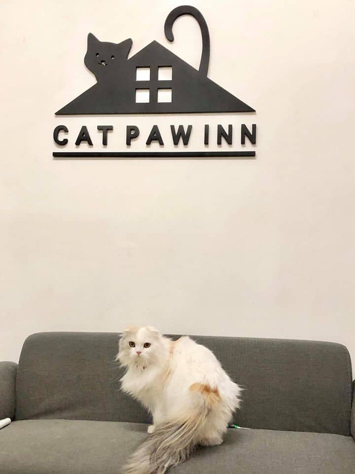 CAT PAW INN (Cat Hotel) 3