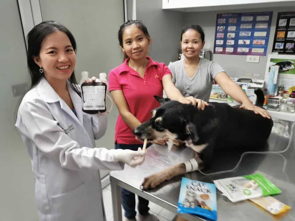Vet Care Animal Hospital (โรงพยาบาลสัตว์เวทแคร์) 3