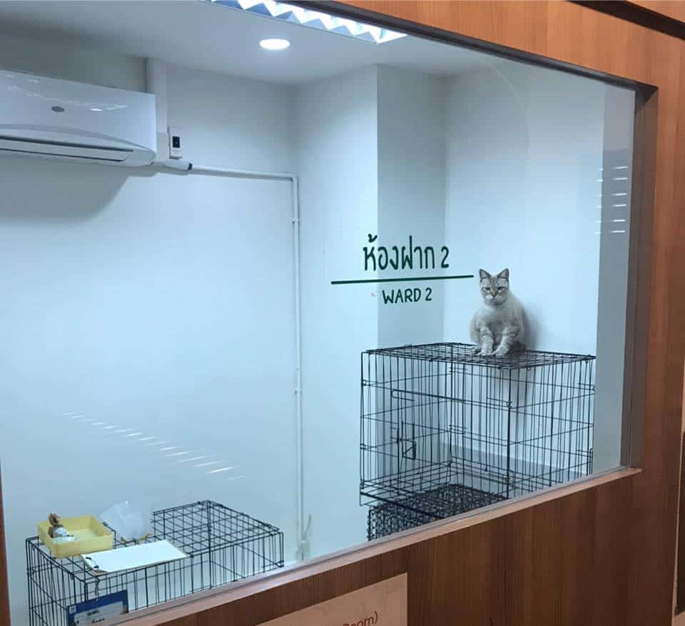 โรงพยาบาลสัตว์บ้านชัยพฤกษ์ Ban Chaiyaphruek Pet hospital 9