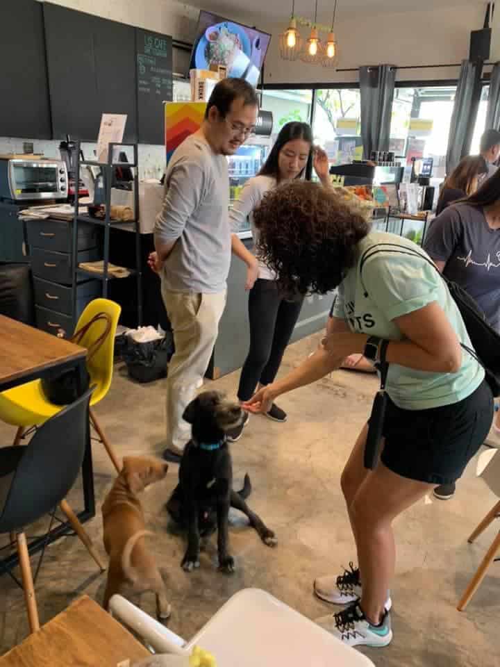 The Adoptable Puppy Cafe (คาเฟ่น้องหมาหาบ้าน) 8