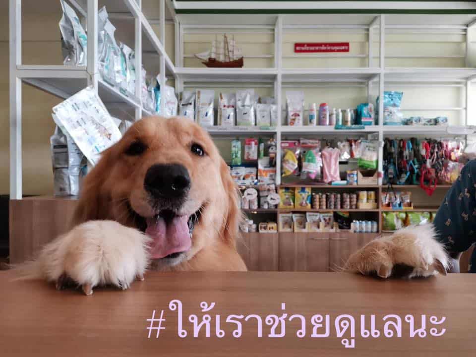 โรงพยาบาลสัตว์บ้านชัยพฤกษ์ Ban Chaiyaphruek Pet hospital 13