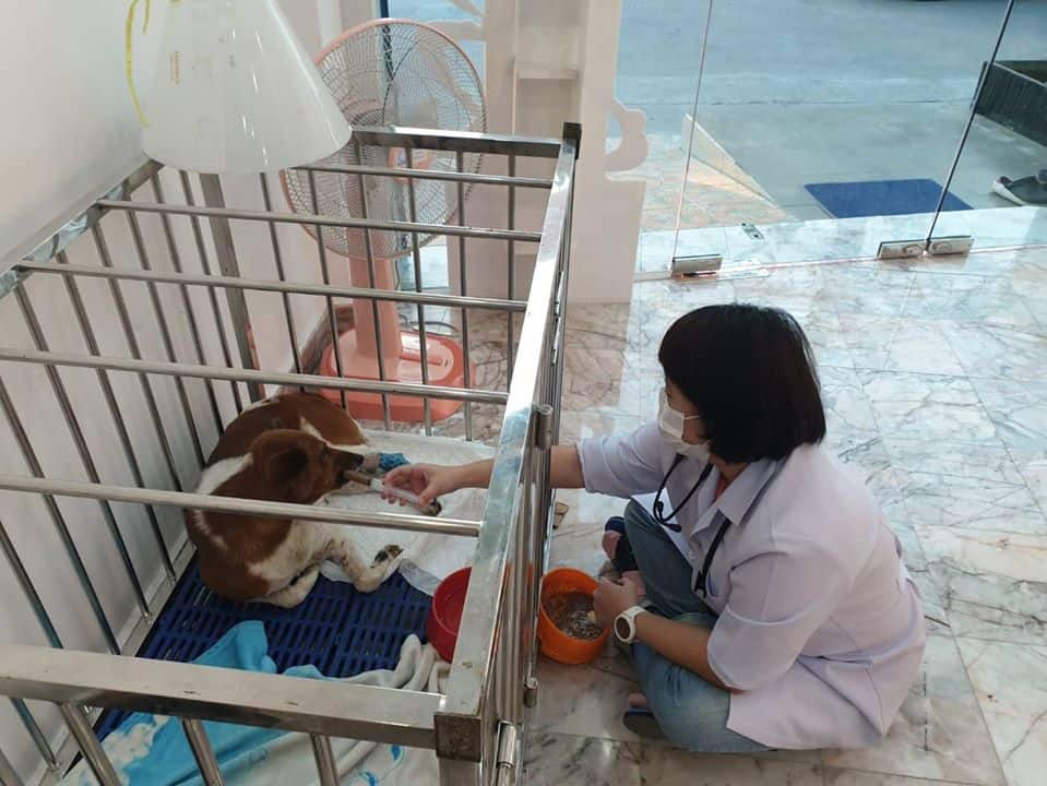 Boonthum Animal Hospital (โรงพยาบาลสัตว์บุญธรรม) 8