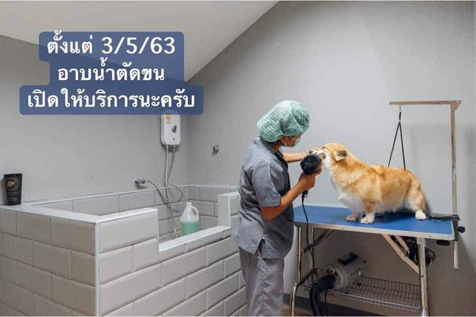 โรงพยาบาลสัตว์บางกอกฮาร์ท Bangkok Heart Animal Hospital 8