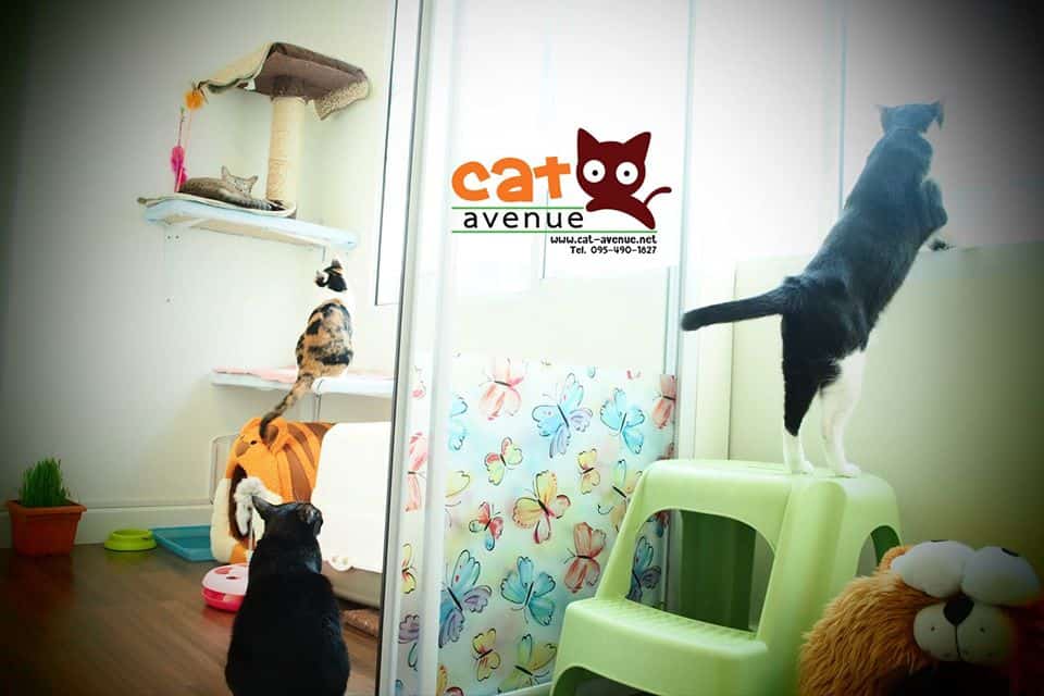 Cat Avenue (พระราม9) 2