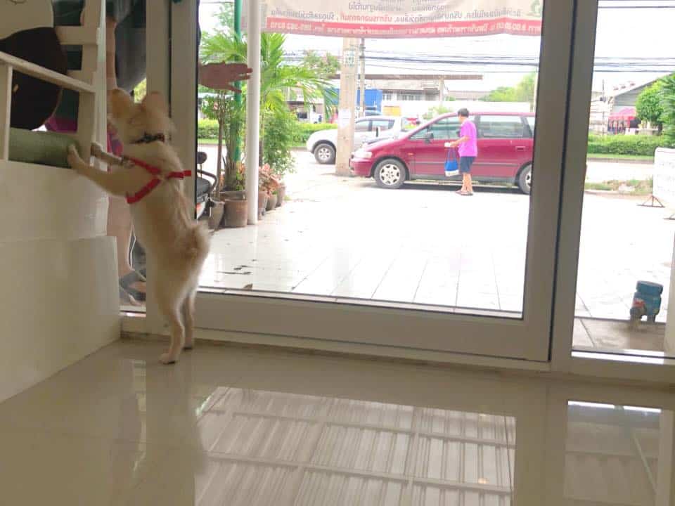 Serithai Animal Clinic (สถานพยาบาลสัตว์ เสรีไทย) 4