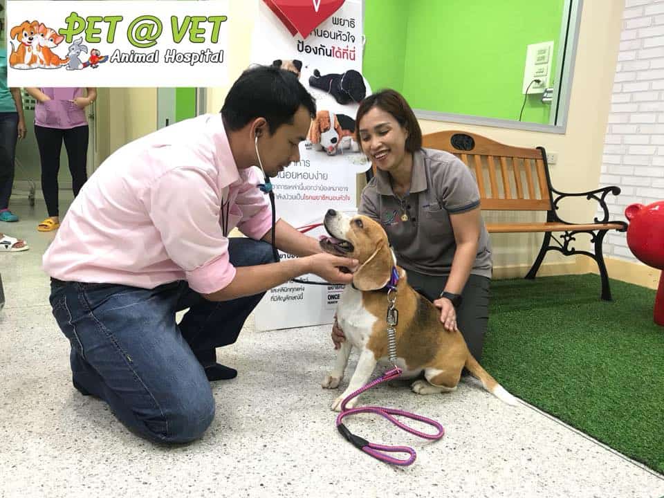 Pet at Vet Animal Hospital (โรงพยาบาลสัตว์เพ็ทแอทเว็ทระยอง) 5