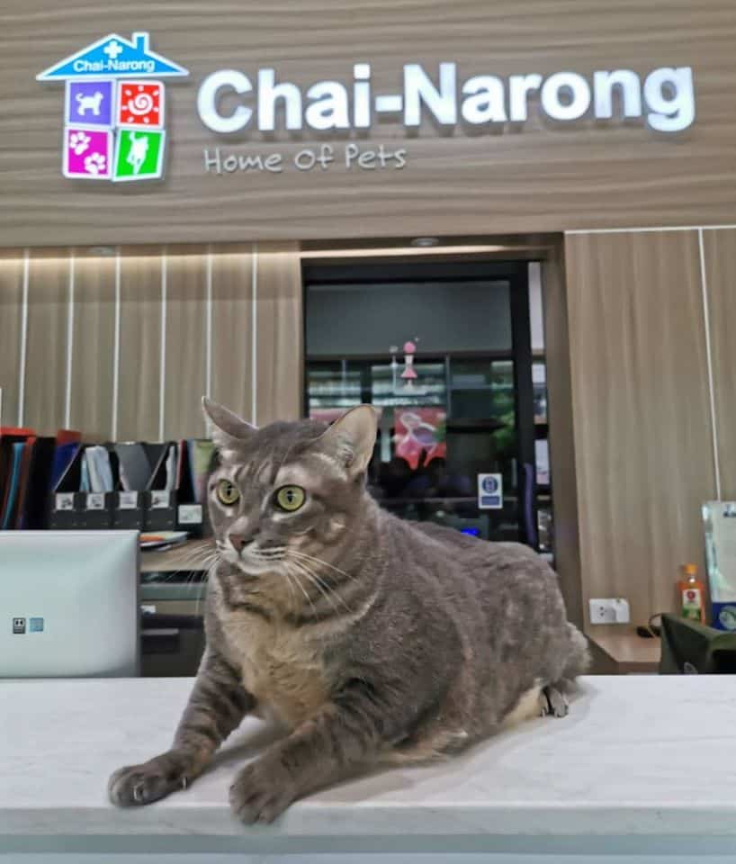 Chai Narong Animal Hospital (โรงพยาบาลสัตว์ไชยณรงค์) 2