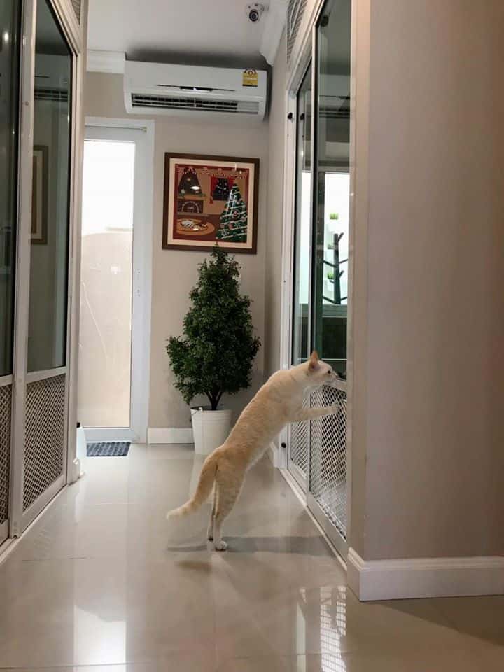 Neko Luxury Cat Hotel (นวลจันทร์) 4