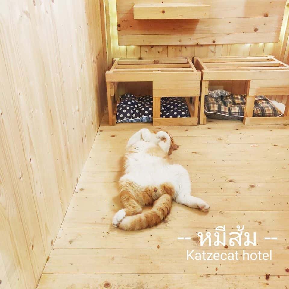 Katze Cat Hotel (โรงแรมแมวคัทเซ่ะ) 7
