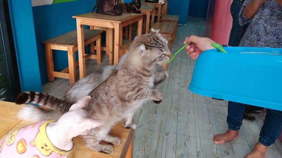 Fat Cat Cafe Club (คาเฟ่แมวอ้วน) 2