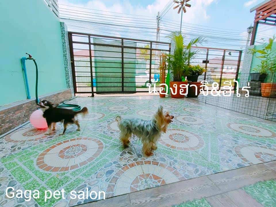 Gaga Pet Salon (ลาดกระบัง) 3