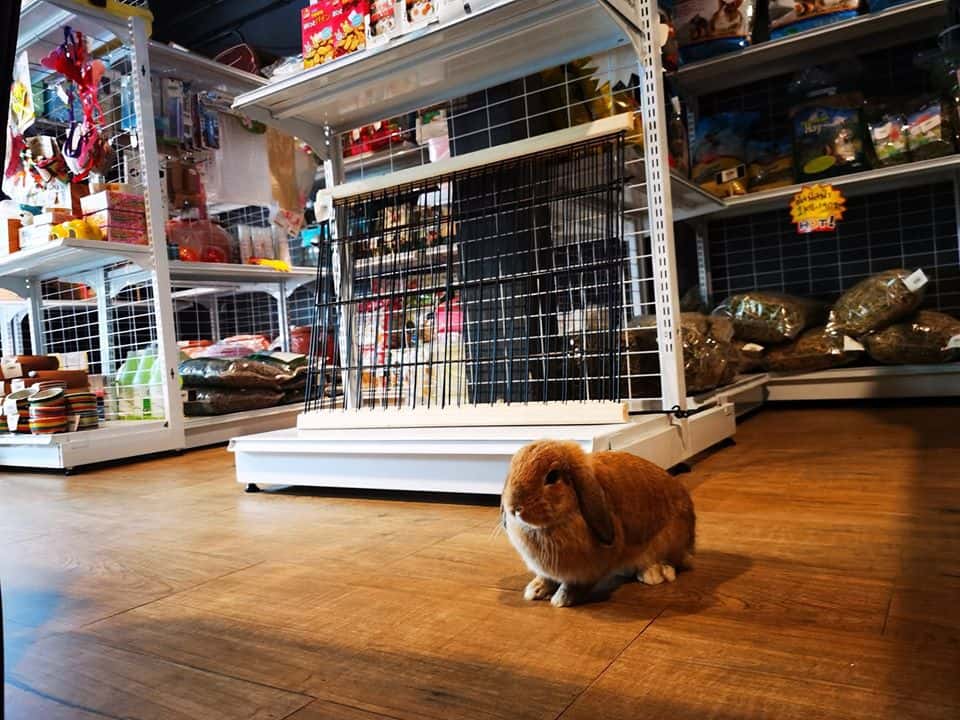 Rabbit Buri (ร้านกระต่ายแรบบิทบุรี) 9