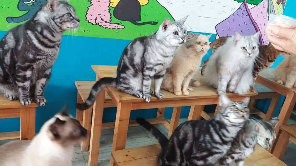 Fat Cat Cafe Club (คาเฟ่แมวอ้วน) 3