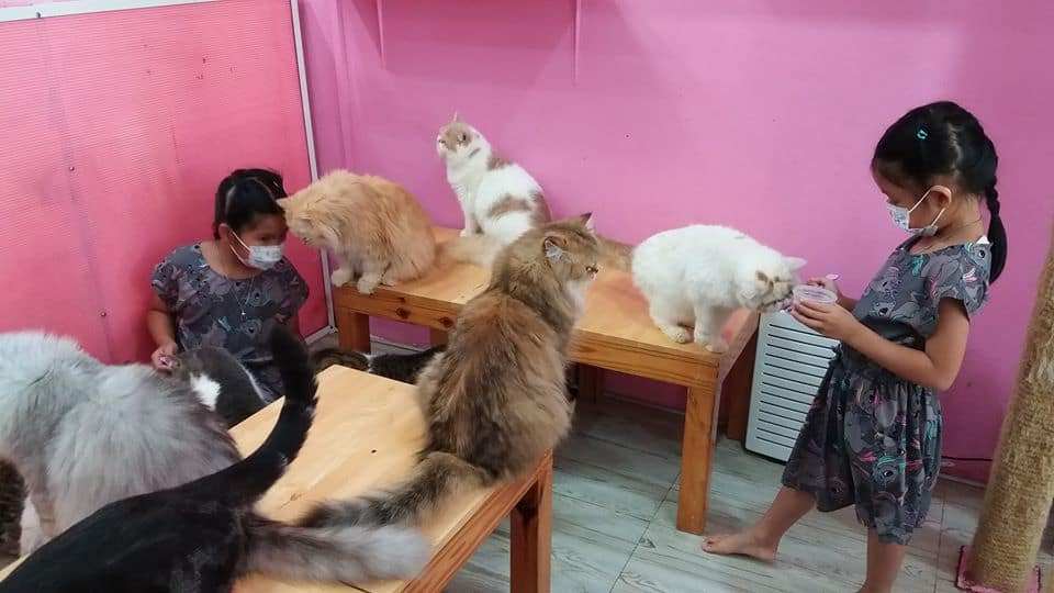Fat Cat Cafe Club (คาเฟ่แมวอ้วน) 4