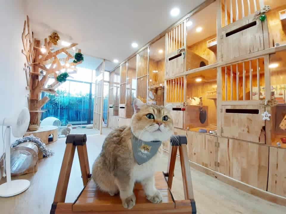 Caterium Cat Hotel (โรงแรมแมว แคทเทอเรียม) 4