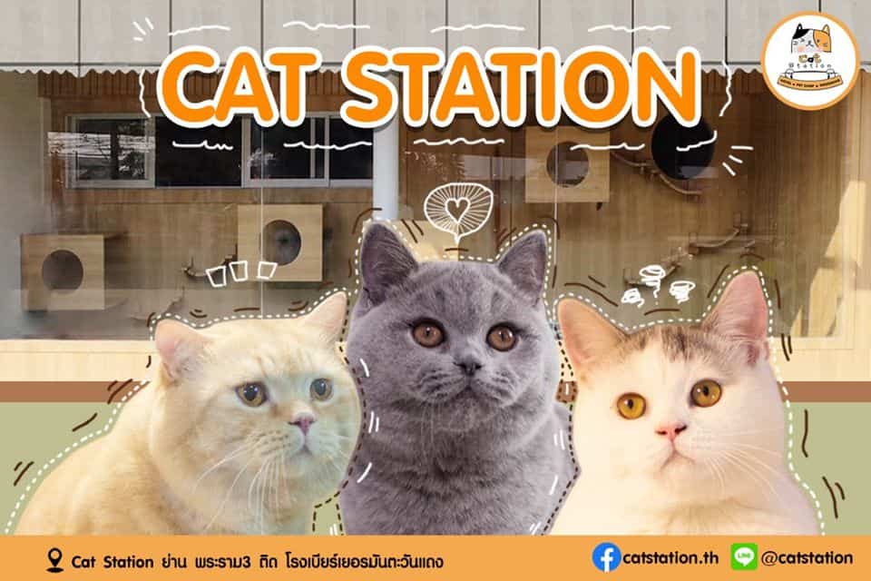 Cat Station (พระราม3) 2
