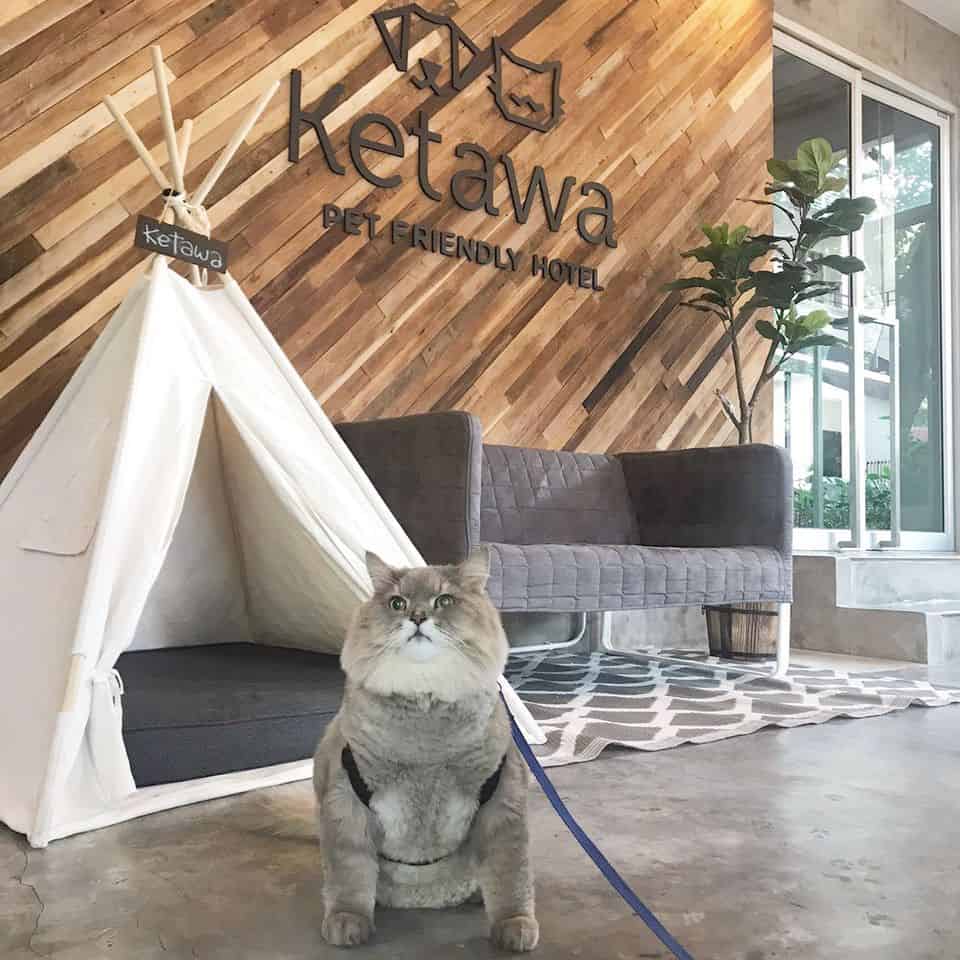KETAWA Pet Friendly Hotel and Cafe 7