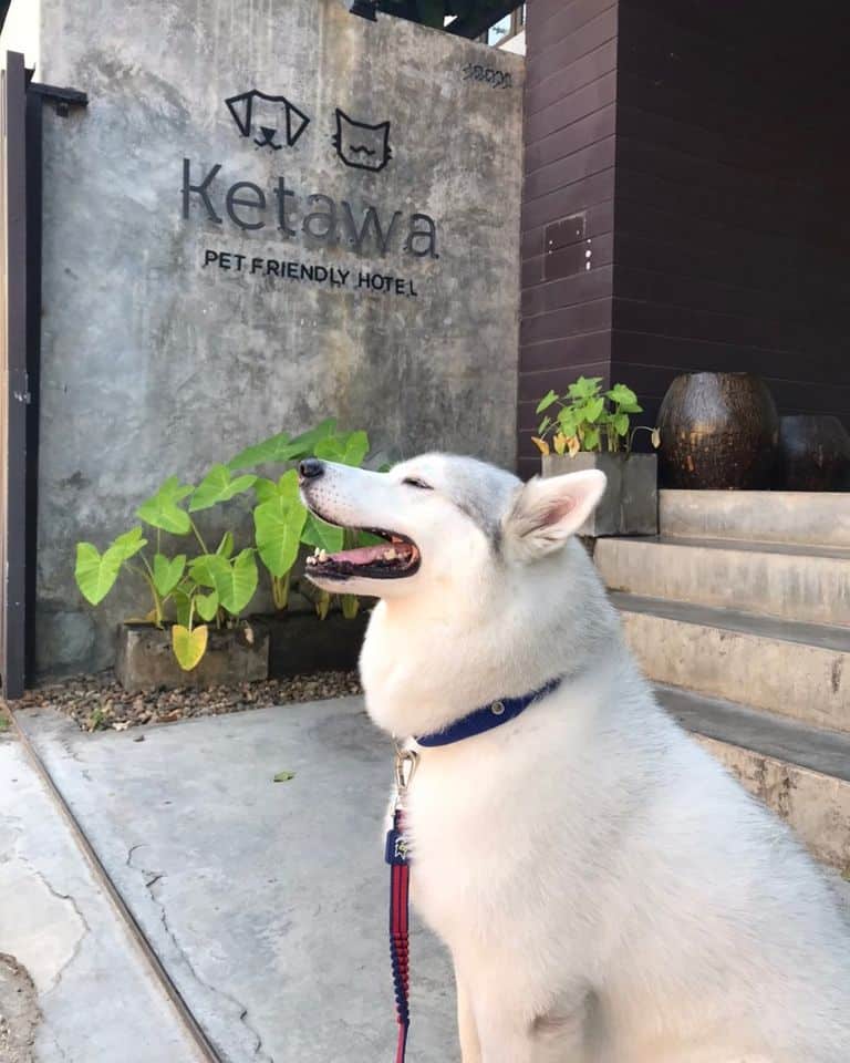 KETAWA Pet Friendly Hotel and Cafe 9