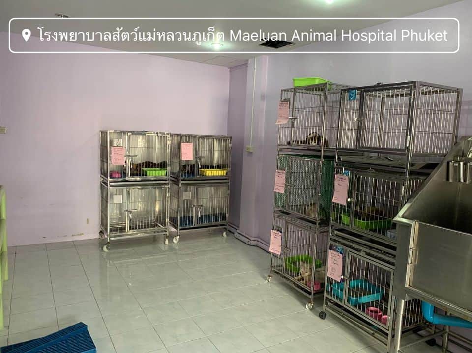Maeluan Animal Hospital Phuket (โรงพยาบาลสัตว์แม่หลวนภูเก็ต) 3