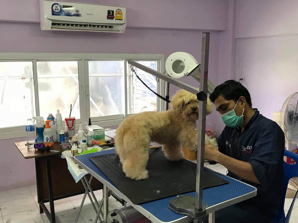 Maeluan Animal Hospital Phuket (โรงพยาบาลสัตว์แม่หลวนภูเก็ต) 4
