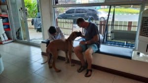 โรงพยาบาลสัตว์พัทยาเหนือ North Pattaya Animal Hospital 3