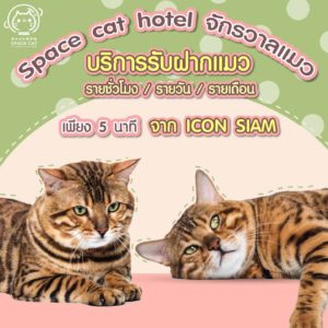 Space Cat Hotel โรงแรมจักรวาลแมว 2