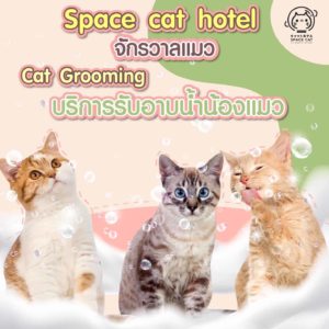Space Cat Hotel โรงแรมจักรวาลแมว 4