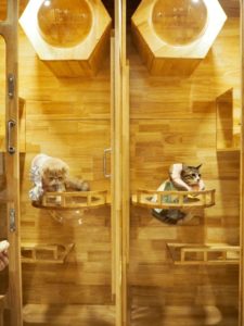 Space Cat Hotel โรงแรมจักรวาลแมว 6