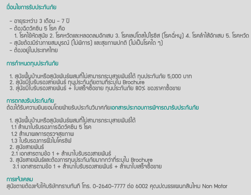 ประกันหมาแมว ประกันสัตว์เลี้ยง 2021 เปรียบเทียบทำที่ไหนดี เริ่ม ฿500 ต่อปี 20