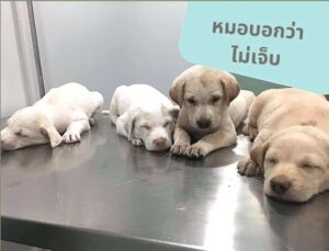 คลินิกรักษาสัตว์เพ็ทเทล Pet Tell Clinic 2