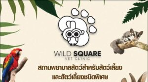 Wild Square Vet Clinic 1
