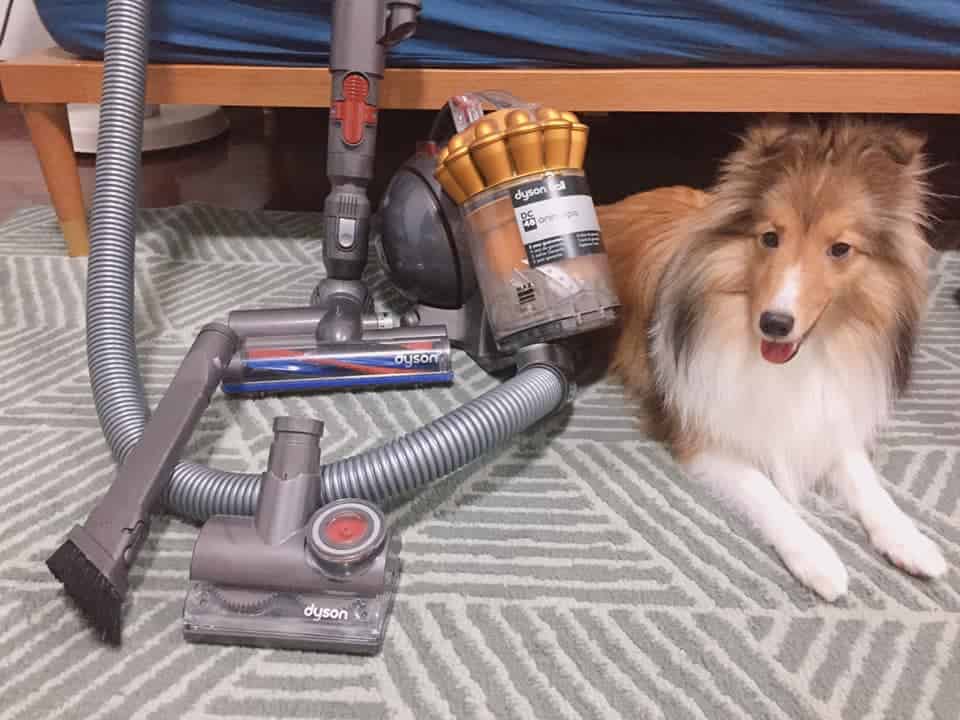 รีวิวเครื่องดูดฝุ่นสัตว์เลี้ยง สำหรับบ้านมีขนสุนัข แมว Dyson Animal pro DC48 vs Bosch Zoo อันไหนดี 3 รีวิวเครื่องดูดฝุ่นสัตว์เลี้ยง สำหรับบ้านมีขนสุนัข แมว Dyson Animal pro DC48 vs Bosch Zoo อันไหนดี 2