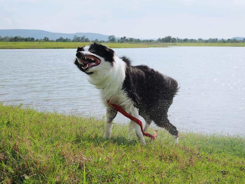 รีวิวพาหมาเที่ยว เขื่อนป่าสักชลสิทธิ์ ลพบุรี แถม 9th September คาเฟ่สุนัขเข้าได้ สระบุรี 17