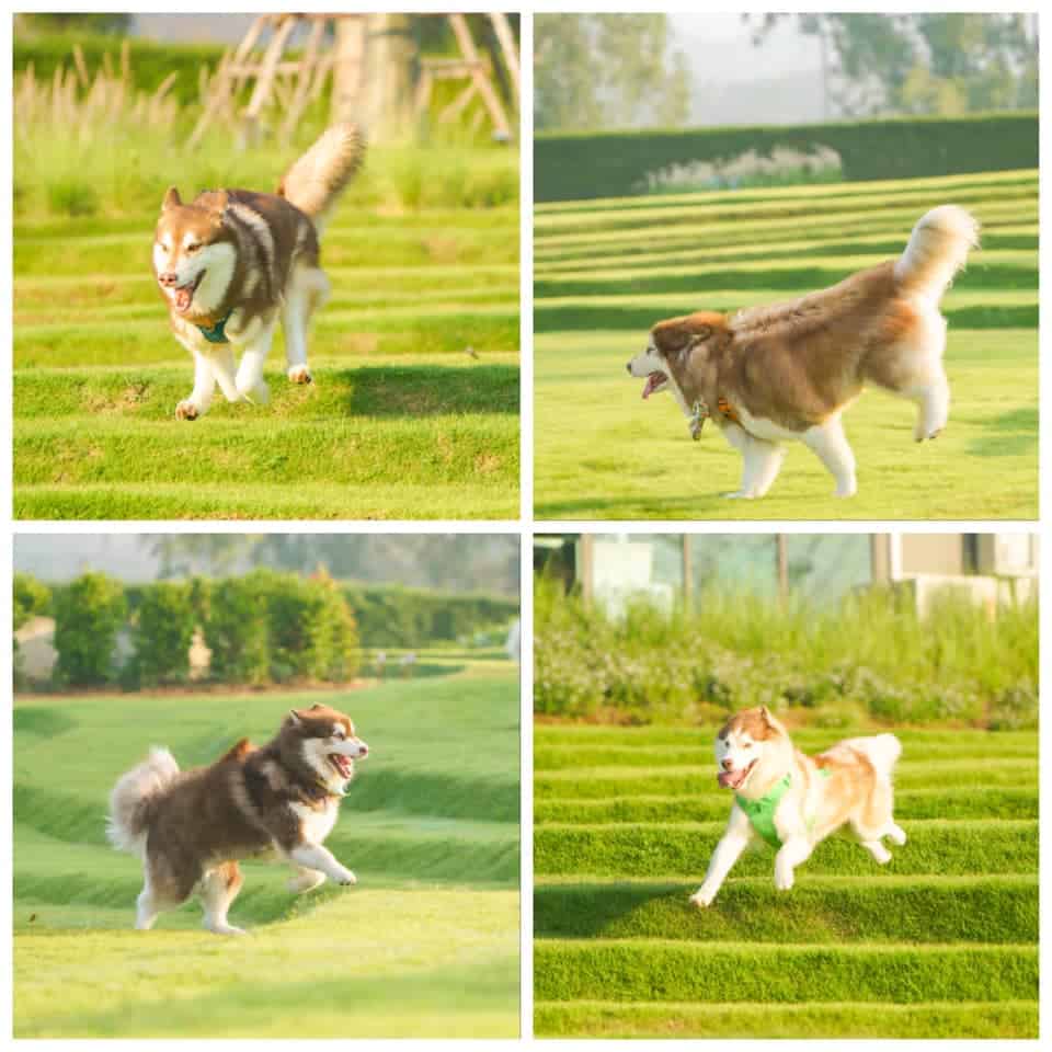 รีวิว Wisdom Valley พาหมาเที่ยวพัทยา สนามหญ้ากว้าง สุนัขเข้าฟรี! 11