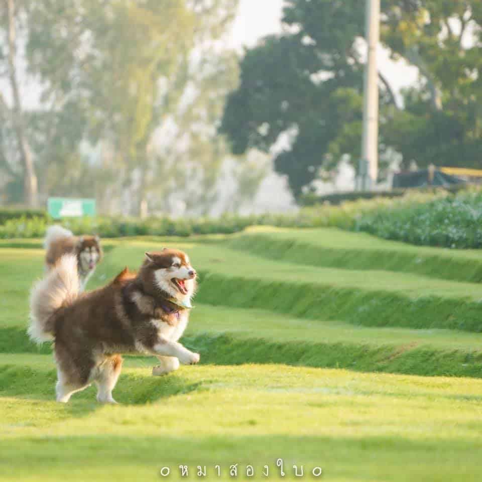 รีวิว Wisdom Valley พาหมาเที่ยวพัทยา สนามหญ้ากว้าง สุนัขเข้าฟรี! 8