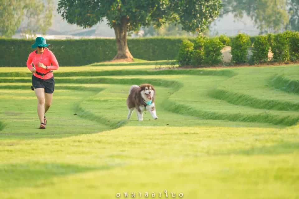 รีวิว Wisdom Valley พาหมาเที่ยวพัทยา สนามหญ้ากว้าง สุนัขเข้าฟรี! 14