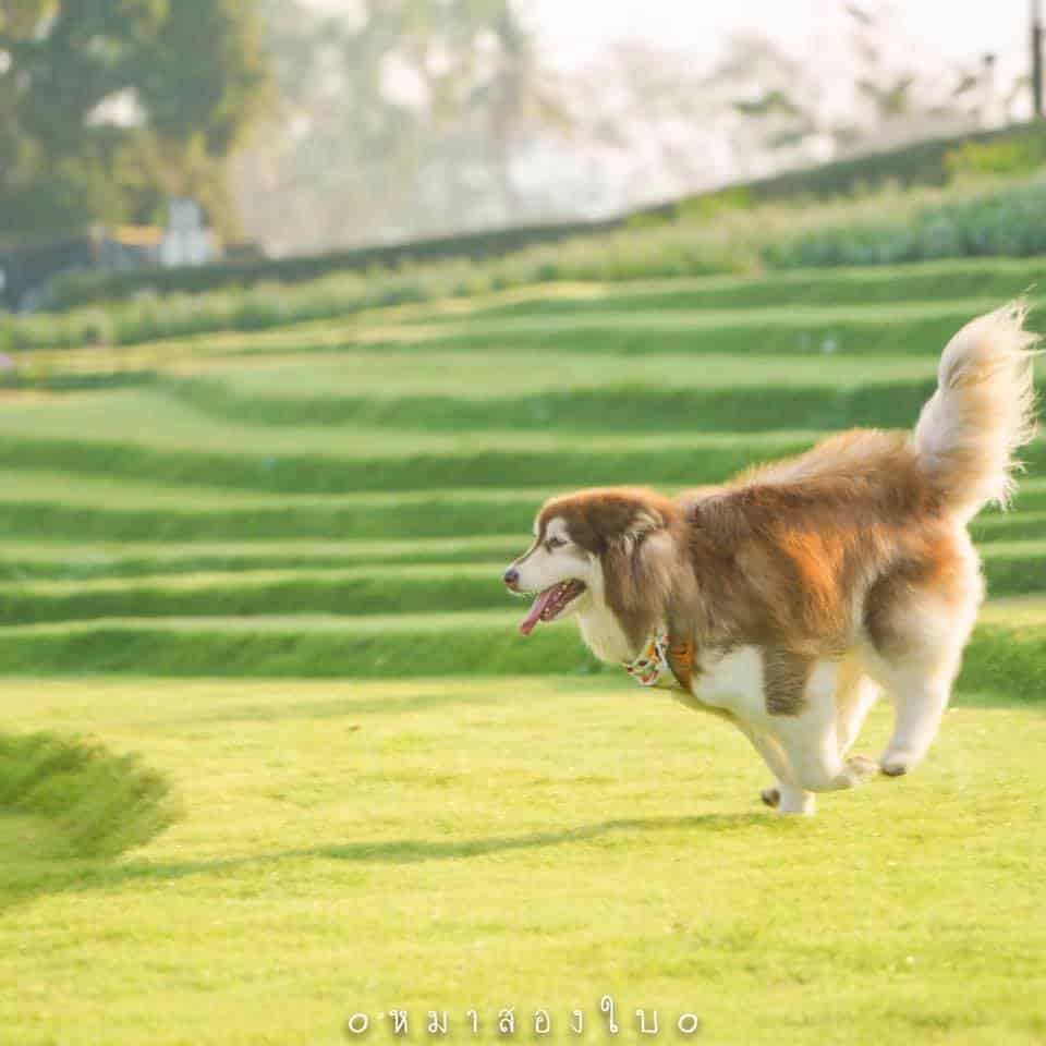 รีวิว Wisdom Valley พาหมาเที่ยวพัทยา สนามหญ้ากว้าง สุนัขเข้าฟรี! 9