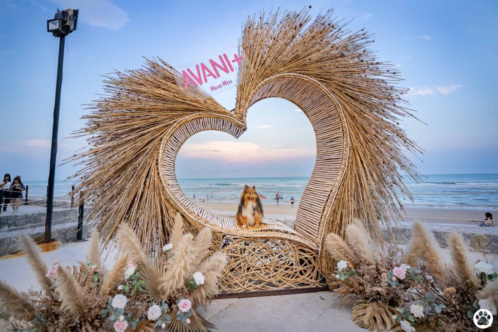 Avani+ Hua Hin สุนัขพักได้ กับ 16 ข้อดี Pet Friendly ดีที่สุดแห่งหนึ่งในไทย (รีสอร์ท 5 ดาว) 15 Avani+ Hua Hin สุนัขพักได้ กับ 16 ข้อดี Pet Friendly ดีที่สุดแห่งหนึ่งในไทย (รีสอร์ท 5 ดาว) 15