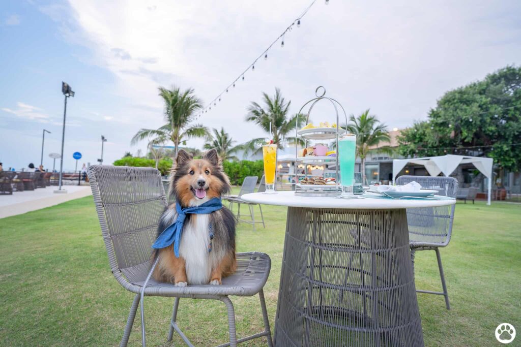 Avani+ Hua Hin สุนัขพักได้ กับ 16 ข้อดี Pet Friendly ดีที่สุดแห่งหนึ่งในไทย (รีสอร์ท 5 ดาว) 16