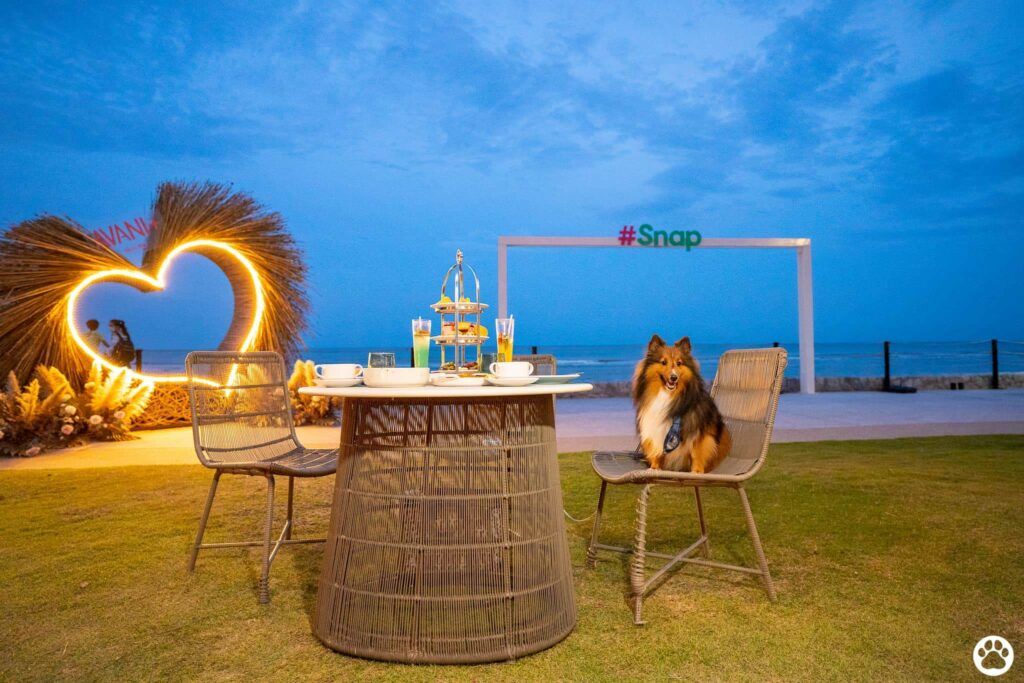 Avani+ Hua Hin สุนัขพักได้ กับ 16 ข้อดี Pet Friendly ดีที่สุดแห่งหนึ่งในไทย (รีสอร์ท 5 ดาว) 45