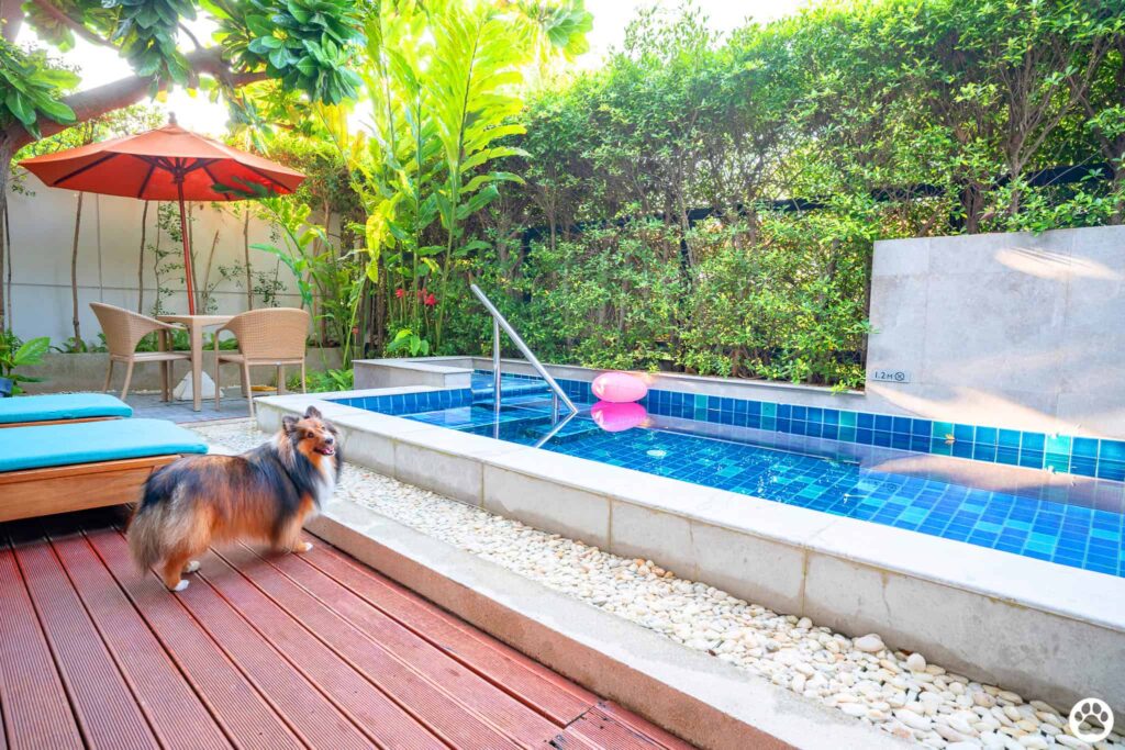 Avani+ Hua Hin สุนัขพักได้ กับ 16 ข้อดี Pet Friendly ดีที่สุดแห่งหนึ่งในไทย (รีสอร์ท 5 ดาว) 2
