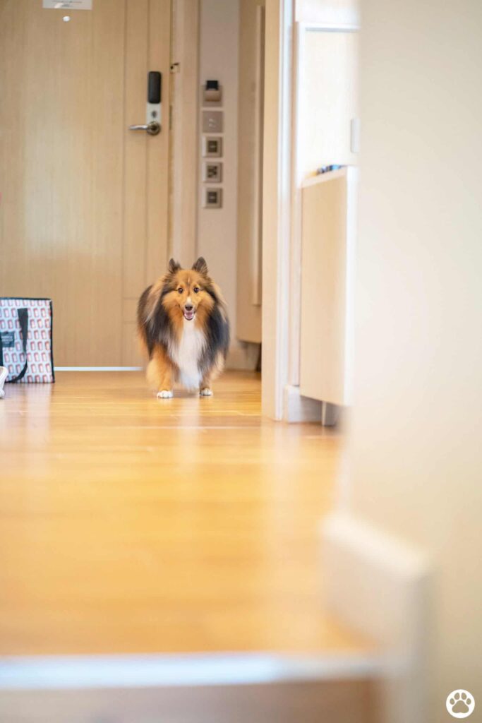 Avani+ Hua Hin สุนัขพักได้ กับ 16 ข้อดี Pet Friendly ดีที่สุดแห่งหนึ่งในไทย (รีสอร์ท 5 ดาว) 76 Avani+ Hua Hin สุนัขพักได้ กับ 16 ข้อดี Pet Friendly ดีที่สุดแห่งหนึ่งในไทย (รีสอร์ท 5 ดาว) 75