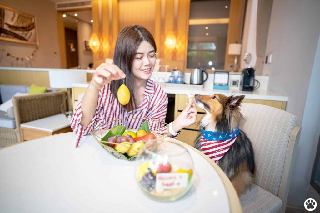 Avani+ Hua Hin สุนัขพักได้ กับ 16 ข้อดี Pet Friendly ดีที่สุดแห่งหนึ่งในไทย (รีสอร์ท 5 ดาว) 82