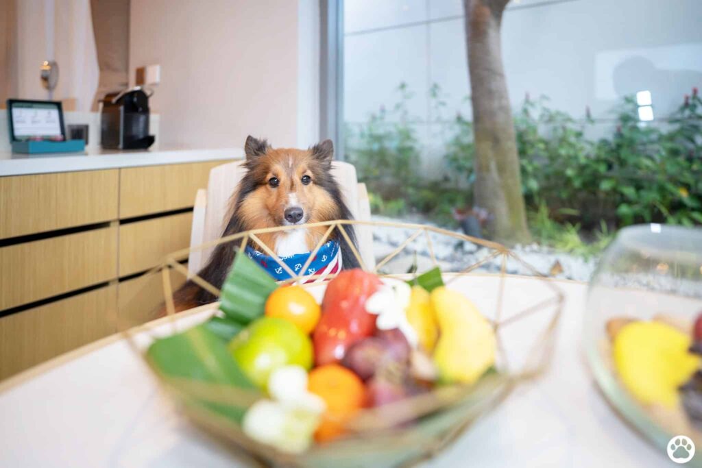Avani+ Hua Hin สุนัขพักได้ กับ 16 ข้อดี Pet Friendly ดีที่สุดแห่งหนึ่งในไทย (รีสอร์ท 5 ดาว) 12