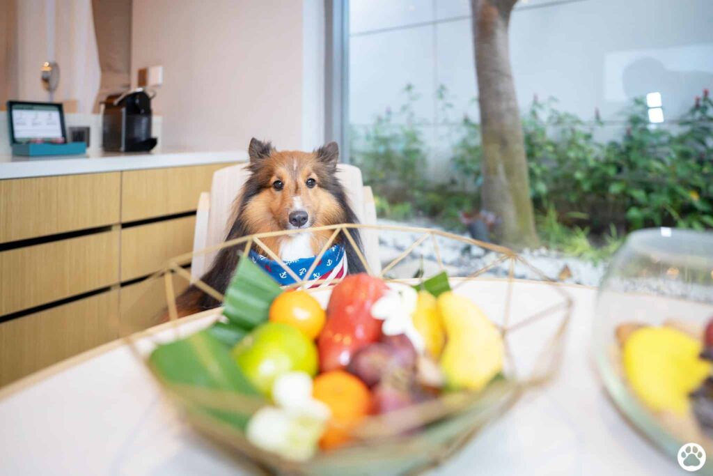 Avani+ Hua Hin สุนัขพักได้ กับ 16 ข้อดี Pet Friendly ดีที่สุดแห่งหนึ่งในไทย (รีสอร์ท 5 ดาว) 12 Avani+ Hua Hin สุนัขพักได้ กับ 16 ข้อดี Pet Friendly ดีที่สุดแห่งหนึ่งในไทย (รีสอร์ท 5 ดาว) 12