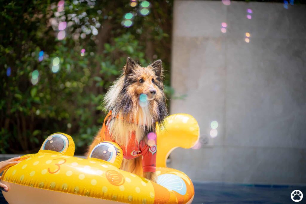 Avani+ Hua Hin สุนัขพักได้ กับ 16 ข้อดี Pet Friendly ดีที่สุดแห่งหนึ่งในไทย (รีสอร์ท 5 ดาว) 19 Avani+ Hua Hin สุนัขพักได้ กับ 16 ข้อดี Pet Friendly ดีที่สุดแห่งหนึ่งในไทย (รีสอร์ท 5 ดาว) 19