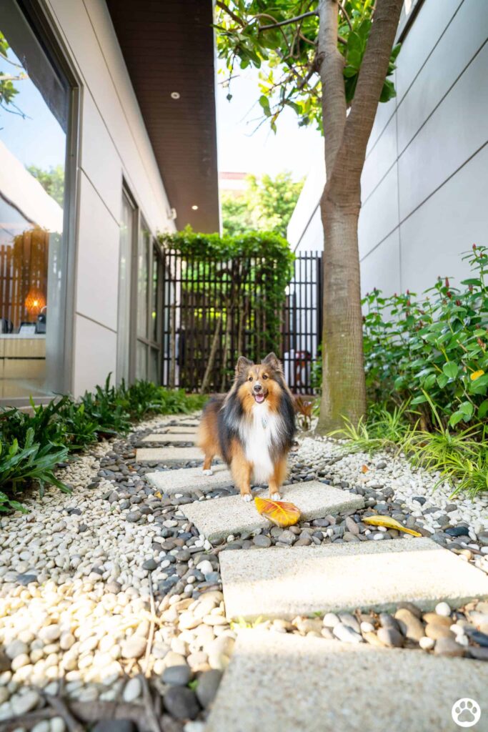 Avani+ Hua Hin สุนัขพักได้ กับ 16 ข้อดี Pet Friendly ดีที่สุดแห่งหนึ่งในไทย (รีสอร์ท 5 ดาว) 27
